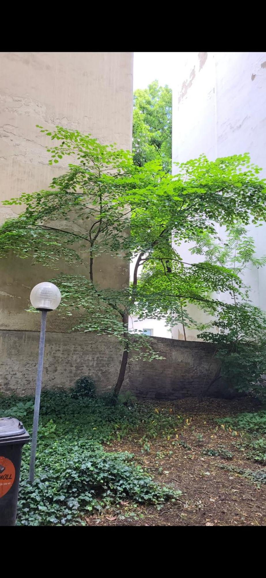 Schoene Altbauwohnung Wien Zentrum Brigittenauer Laende 32 Екстериор снимка
